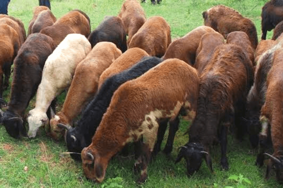 sheep clinic in gujarat