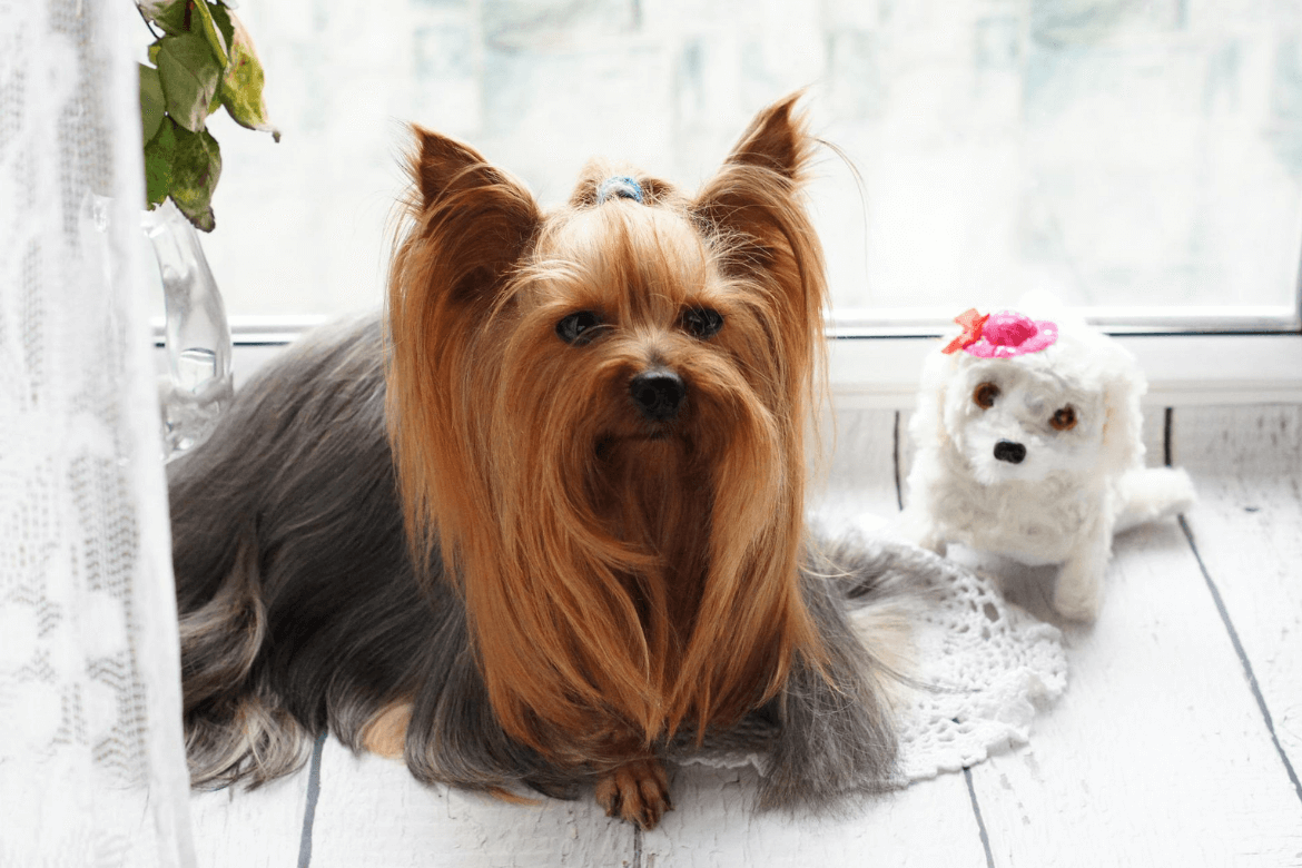 Best grooming service in palanpur gujarat for pet animals